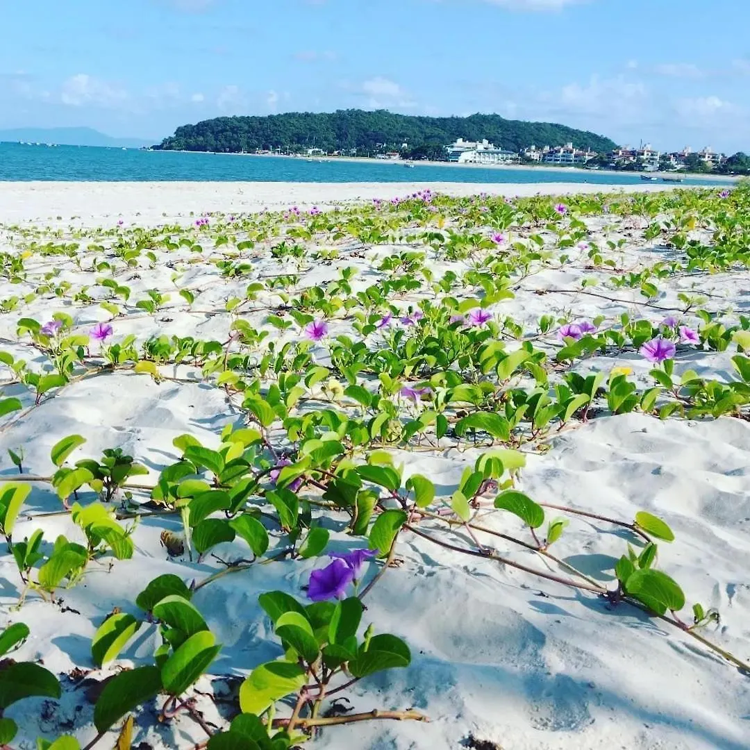 Ape Em Ponta Das Canas - 40M Do Mar - Ndi003 Florianópolis 0*,  Βραζιλία